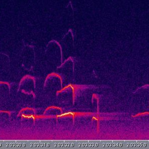 Presumably Western Sceech Owls - 9seconds