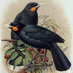 Huia