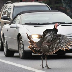 Turkeys take over the GSP 2/8/13