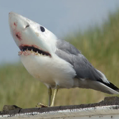 Some Sort of Groove (Roomy Radar)