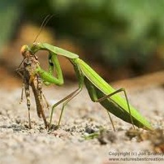 Ima Mantis (Prod. By JadeJenius)