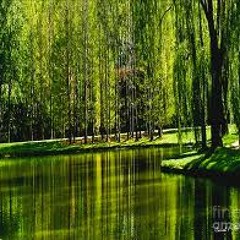 Grace of the willow