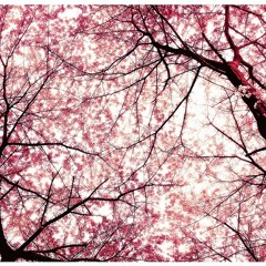 FREE DOWNLOAD: Andrew Parsons & Alakai - Cherry Blossom (Original Mix)