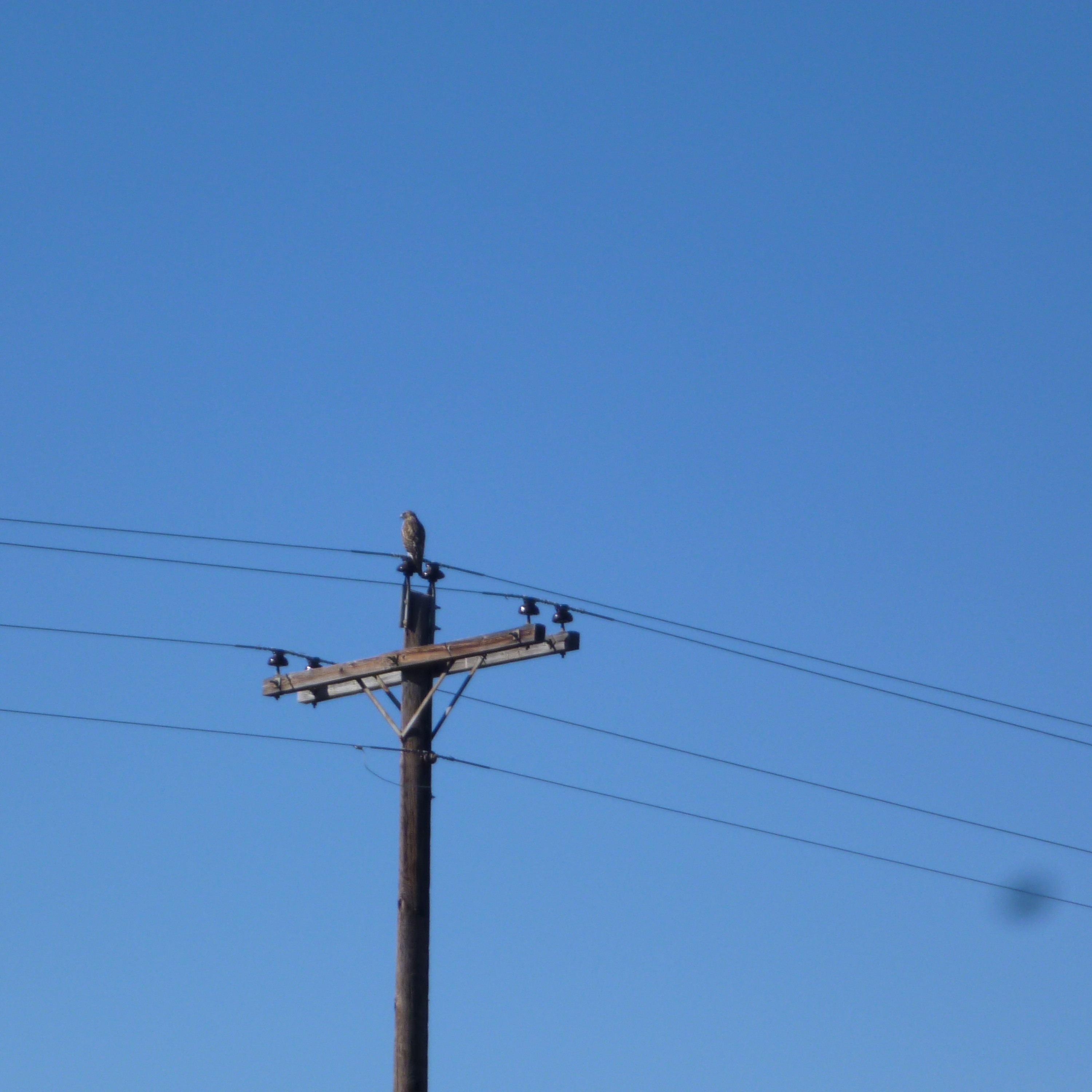 Electrical lines ticling in wind - Binaural field recording, USA, 12 2011 episode artwork