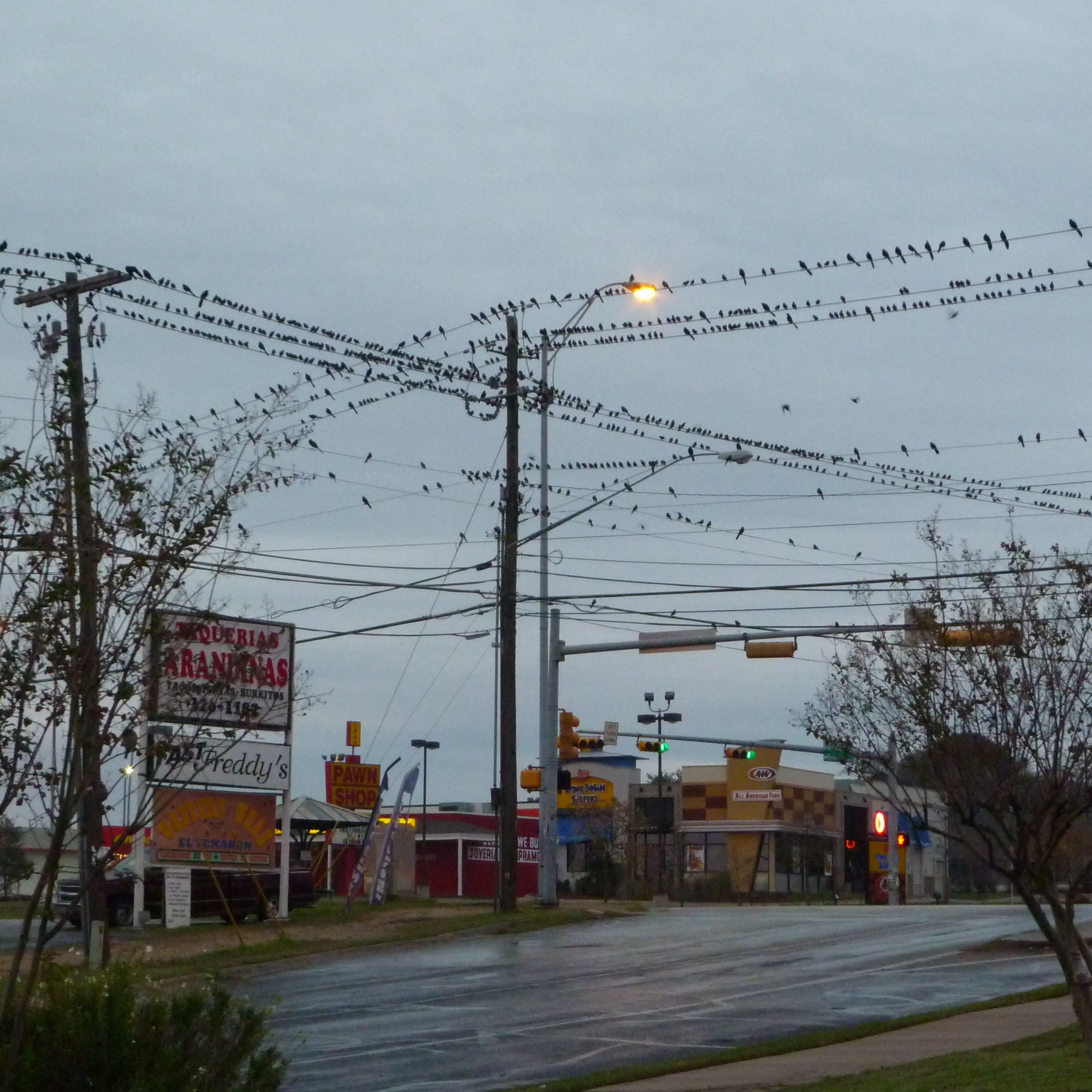 Birds on electrical lines - Binaural field recording, Austin, Texas, 01 2012 episode artwork