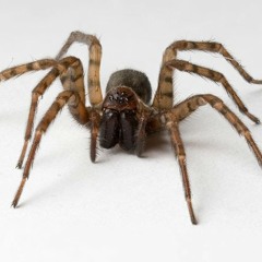 Keep Playin - Dylusion PROD. Kung-Lao