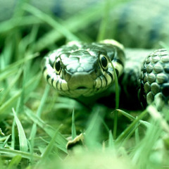 Snake In The Grass - Mixed By Danny Dobs