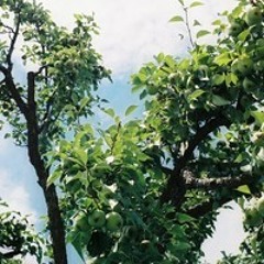 Bahar Omad (Springtime Has Come)