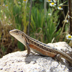 Bicicletas para Lagartijas