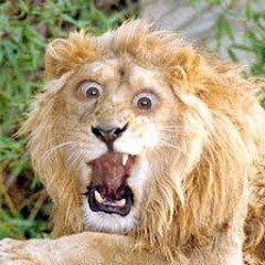 RAWRR!