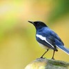 Download Kicau burung kacer Kicau burung kacer