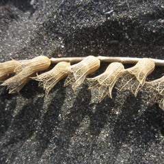 Li Ma Weesu