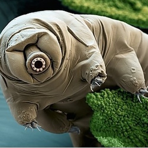 GWIL Water Bears In Space by _GWIL_ Free Listening on SoundCloud