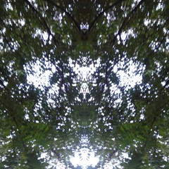 Damish Katon do Qalu