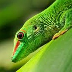 Marvin Parks - Gecko (Original Mix)