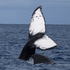Silver Bank Humpback Whale Chorus, February 12, 2013