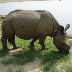 Fieldrecording: Close up from grazing rhino, Chitwan, Nepal