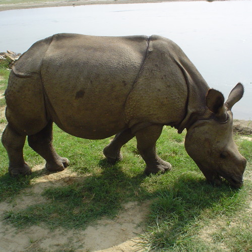 Fieldrecording: Close up from grazing rhino, Chitwan, Nepal