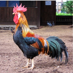 cock a doodle do