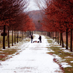 Ice Queen (WT cover)