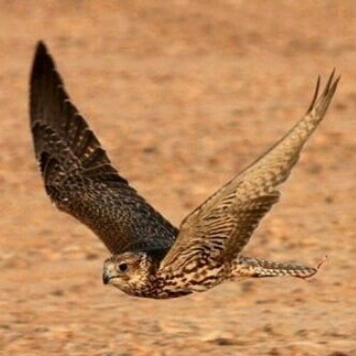 شيلة رائعة