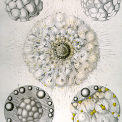 New Life (v1) feat. Gray Tolhurst