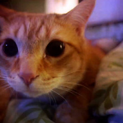 Please, Please, Please - The "5" Royales (45 33rpm)