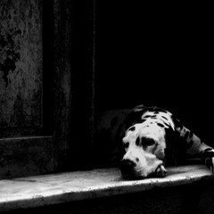 bark&bite *roughmix*