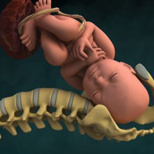 Kiai kanjeng (cak nun) neng ndonyo piro suwene