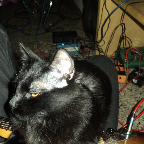 Katttnip - 458mil miercoles