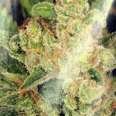 "Dead Presidentz" (Scoobizz) at Da office*