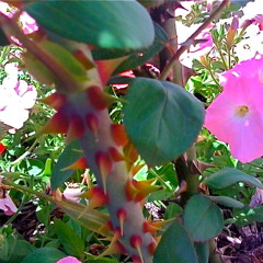 sunshine (feat twistyknobs)