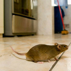 Mouse In My Cooker