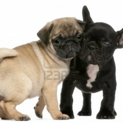 Puppystep [- twhitmore + ldavies collab. 2k13]