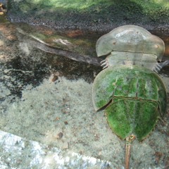 The Kitchen Sink Mix