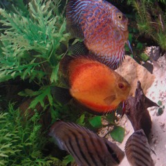 Midnight Rise (New Version)