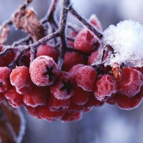 Журборіз - Їхав козак містом