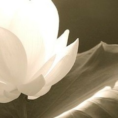 Rou Jiva - Dusty Crates [LOTUS Mix]