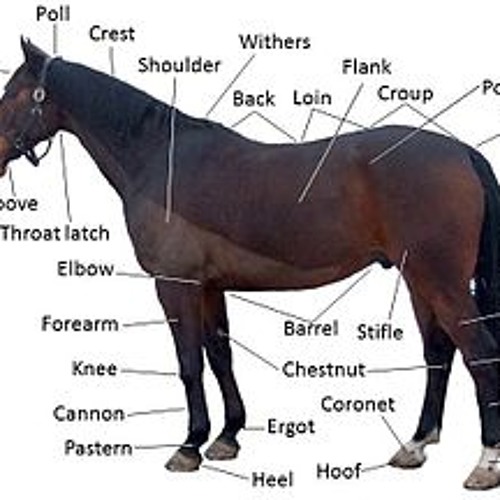 Stream I Could Eat A Horse by Kid Kahoot Listen online for free on