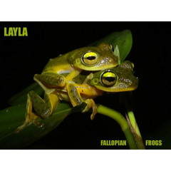 Fallopian Frogs - LAYLA - produced by Dazastah