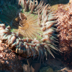 Accoustical Allotrope (February 2013 Podcast)