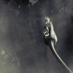 ئاوازێکی ناوازەی کیوان ساکت و تارەکەی