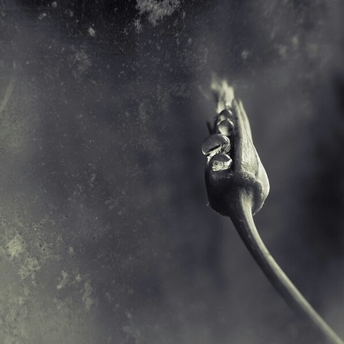 ئاوازێکی ناوازەی کیوان ساکت و تارەکەی