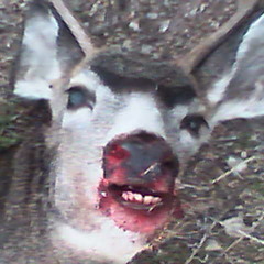 Wait... Christmas is here, HOT DAMN!