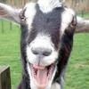 goats-screaming-like-people-jaxon-hawks