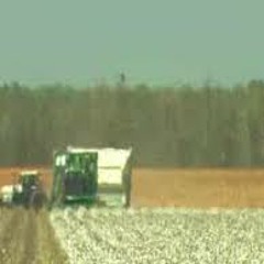 dandelions and pitchforks