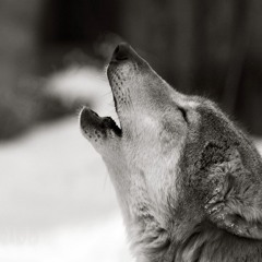 Wolf - Les Rues De Ma Ville