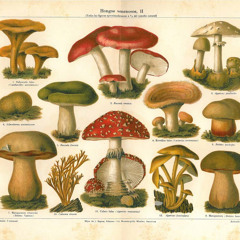 Mushroom Live