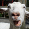 Taylor Swift - I Knew You Were Trouble Goat Edition