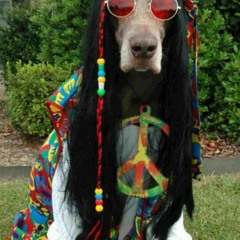 Mellow Fellow - Hippie